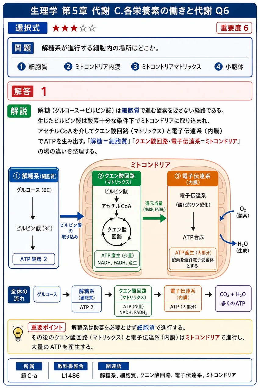 解糖系が進行する細胞内の場所はどこか。 解説図