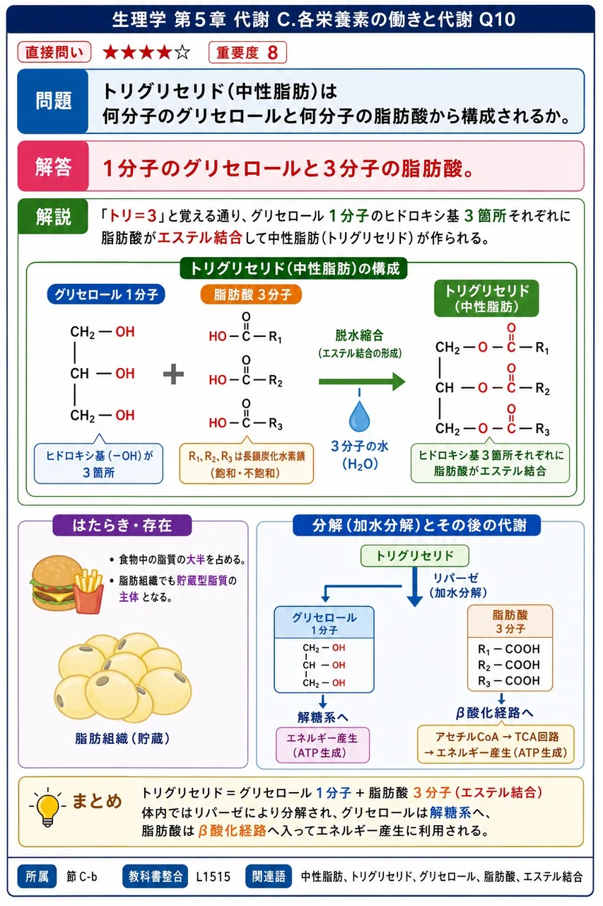 トリグリセリド(中性脂肪)は何分子のグリセロールと何分子の脂肪酸から構成されるか。 解説図