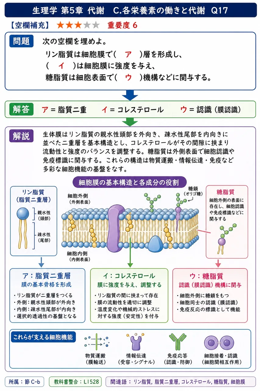 次の空欄を埋めよ。 「リン脂質は細胞膜で( ア )層を形成し、( イ )は細胞膜に強度を与え、糖脂質は細胞表面で( ウ )機構などに関与する。」 解説図