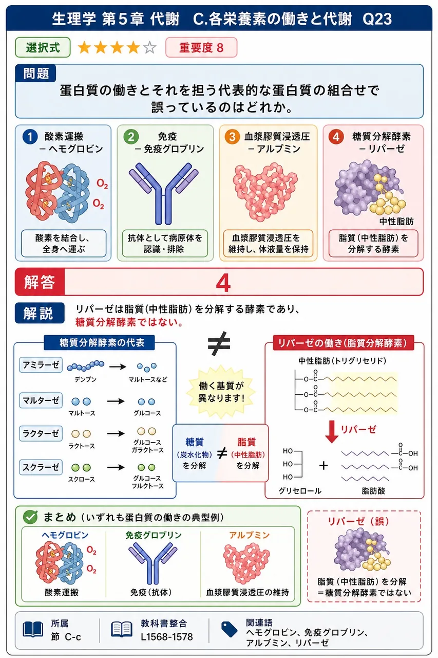 蛋白質の働きとそれを担う代表的な蛋白質の組合せで誤っているのはどれか。 解説図