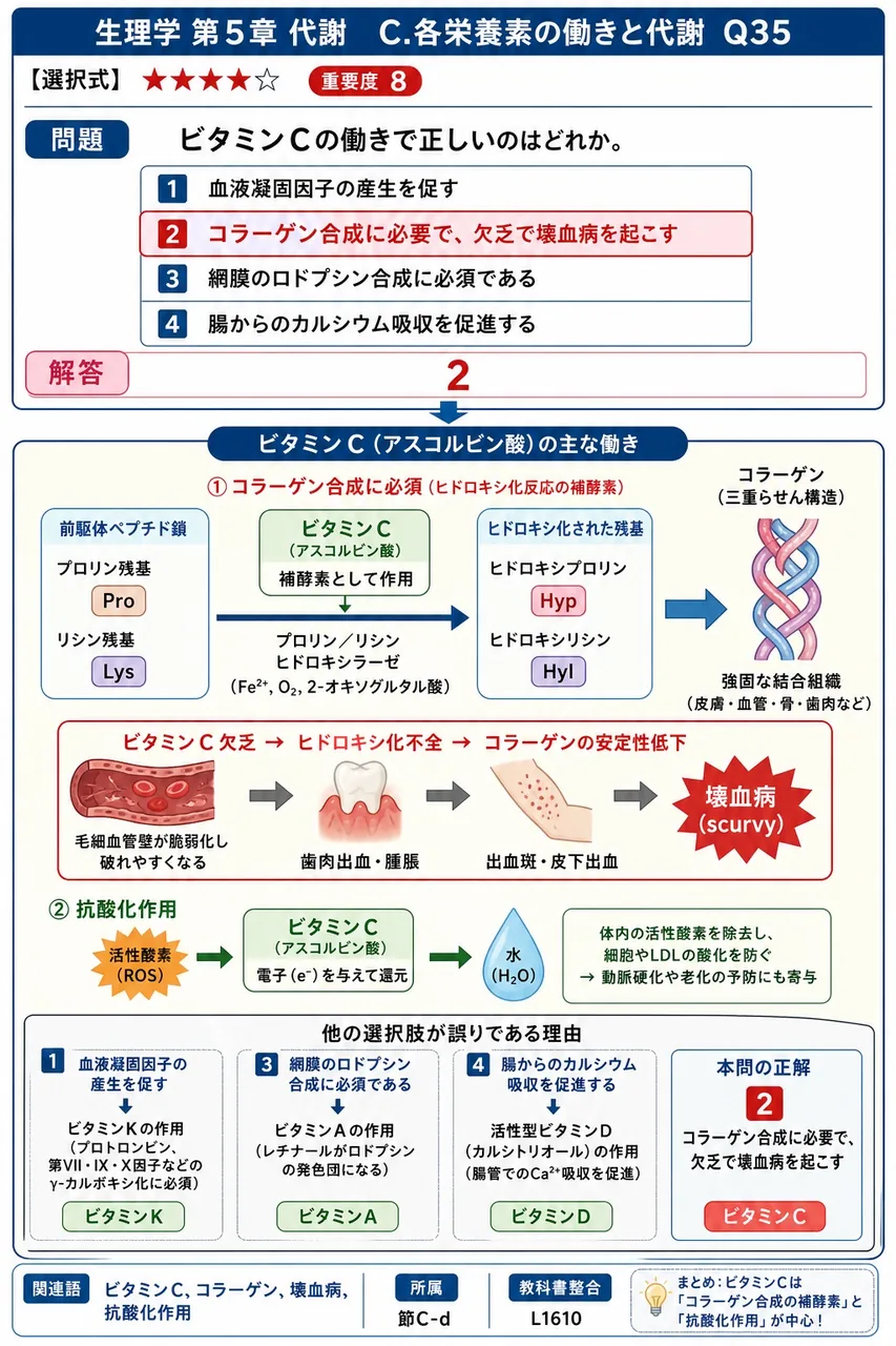 ビタミンCの働きで正しいのはどれか。 解説図