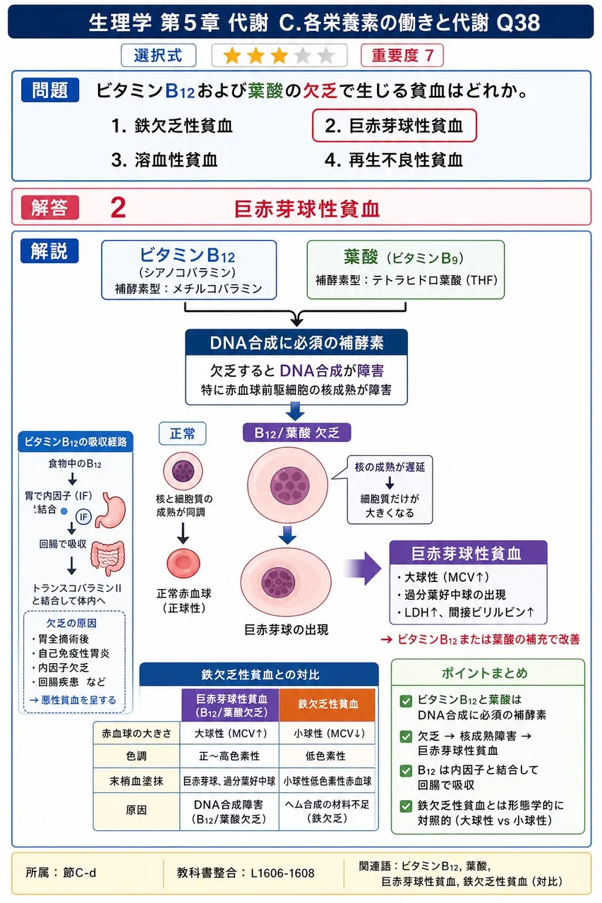 ビタミンB12および葉酸の欠乏で生じる貧血はどれか。 解説図