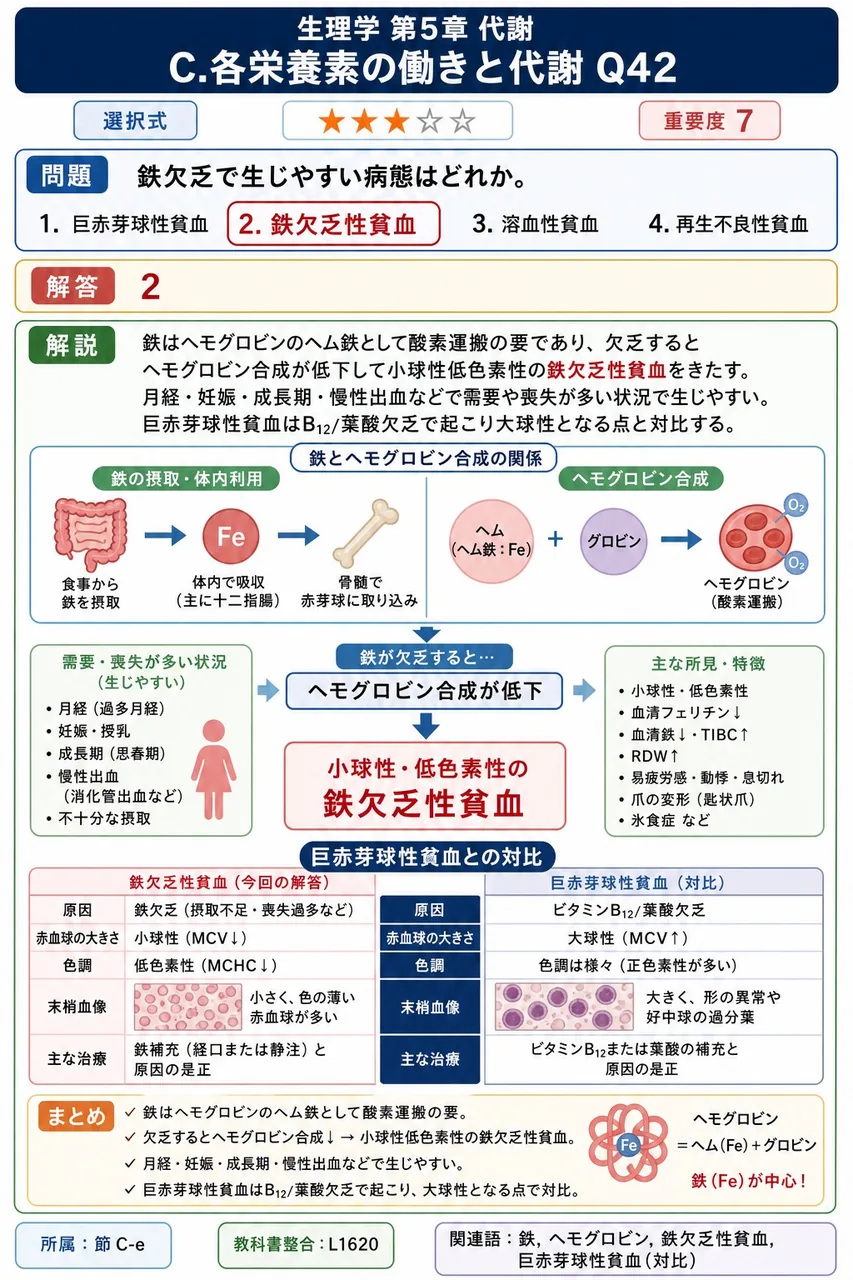 鉄欠乏で生じやすい病態はどれか。 解説図