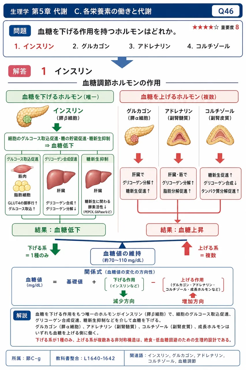 血糖を下げる作用を持つホルモンはどれか。 解説図