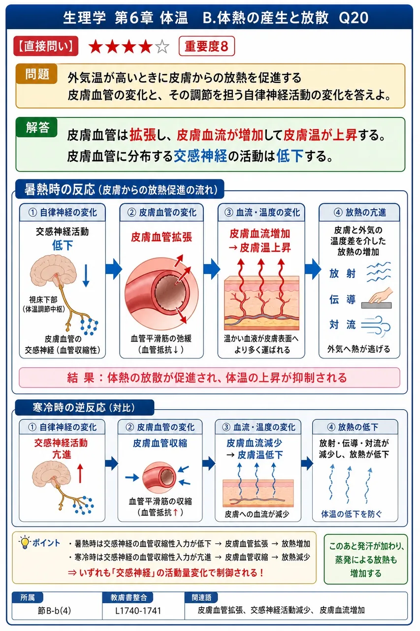外気温が高いときに皮膚からの放熱を促進する皮膚血管の変化と、その調節を担う自律神経活動の変化を答えよ。 解説図