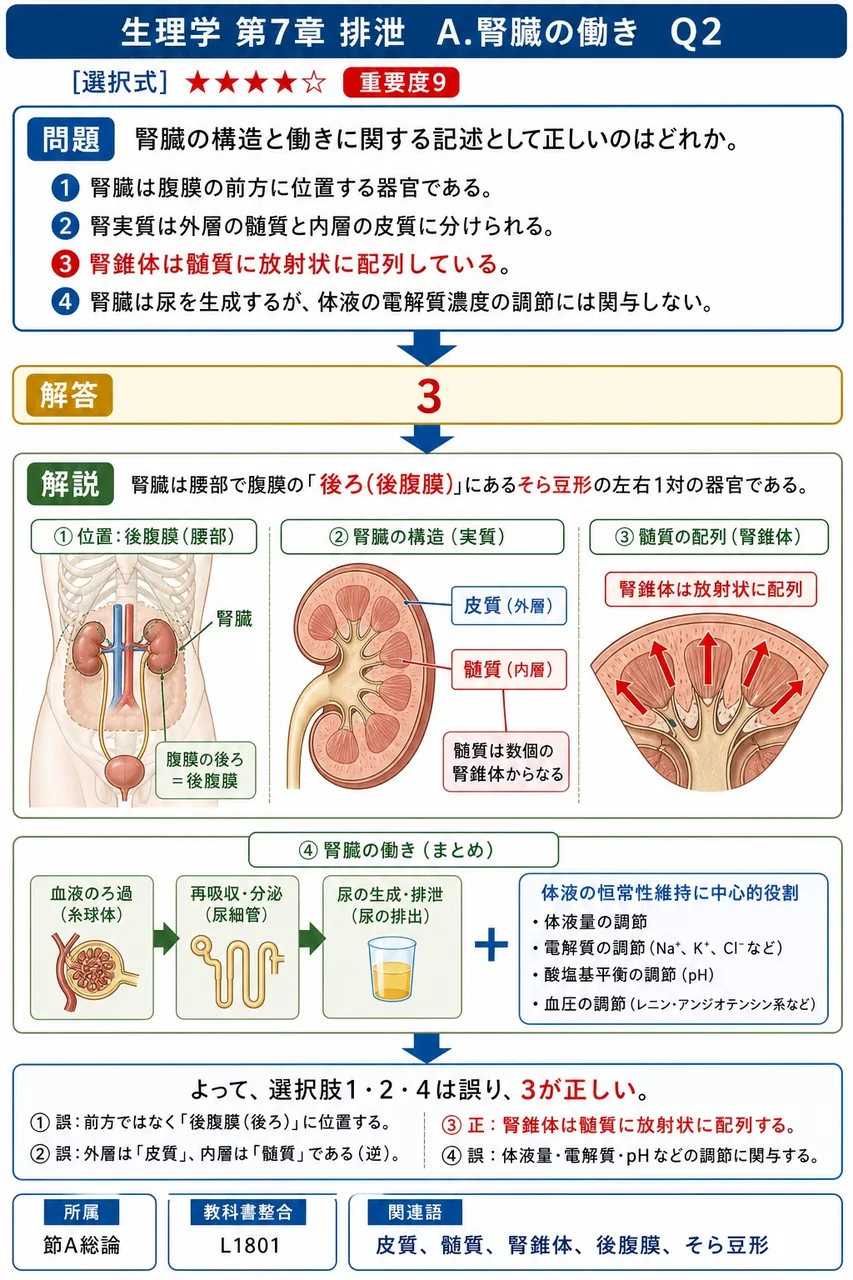 腎臓の構造と働きに関する記述として正しいのはどれか。 解説図