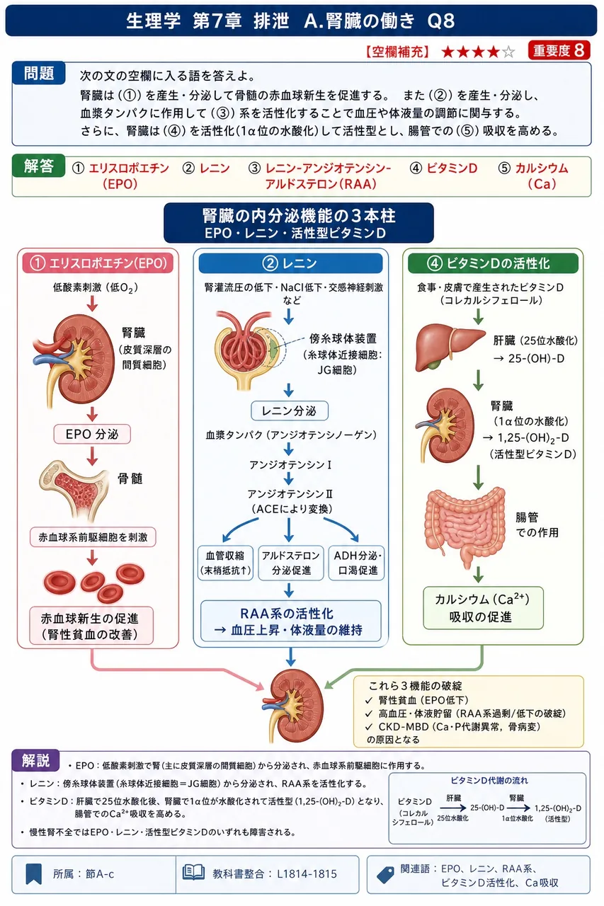 次の文の空欄に入る語を答えよ。 腎臓は(①)を産生・分泌して骨髄の赤血球新生を促進する。また(②)を産生・分泌し、血漿タンパクに作用して(③)系を活性化することで血圧や体液量の調節に関与する。さらに、腎臓は(④)を活性化(1α位の水酸化)して活性型とし、腸管での(⑤)吸収を高める。 解説図