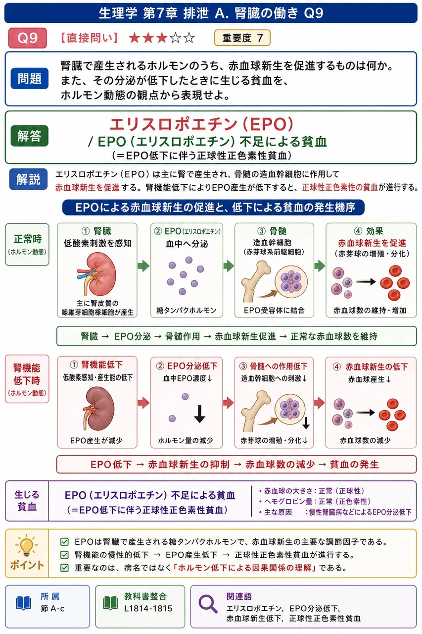 腎臓で産生されるホルモンのうち、赤血球新生を促進するものは何か。また、その分泌が低下したときに生じる貧血を、ホルモン動態の観点から表現せよ。 解説図