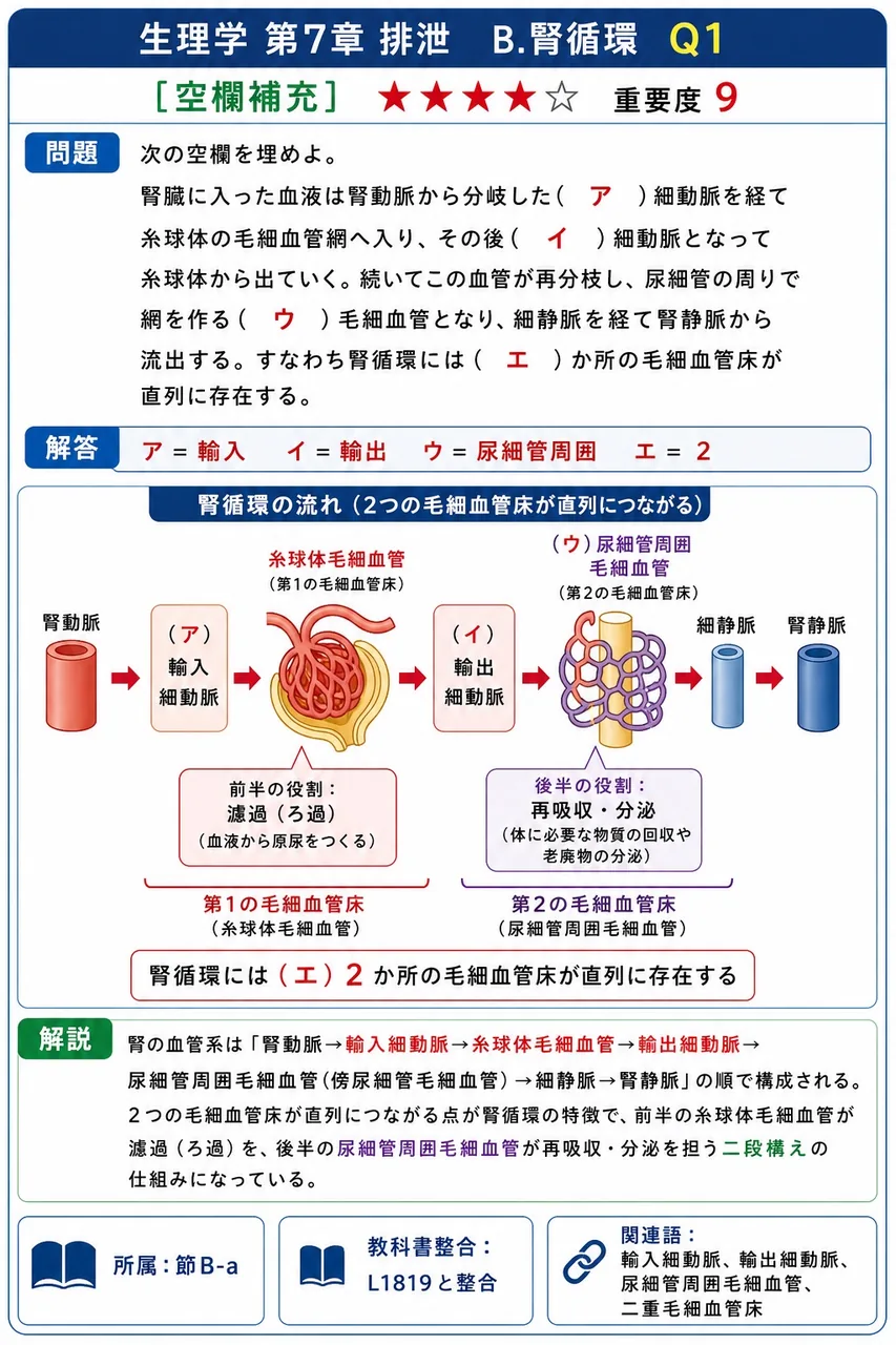 次の空欄を埋めよ。 「腎臓に入った血液は腎動脈から分岐した( ア )細動脈を経て糸球体の毛細血管網へ入り、その後( イ )細動脈となって糸球体から出ていく。続いてこの血管が再分枝し、尿細管の周りで網を作る( ウ )毛細血管となり、細静脈を経て腎静脈から流出する。すなわち腎循環には( エ )か所の毛細血管床が直列に存在する。」 解説図