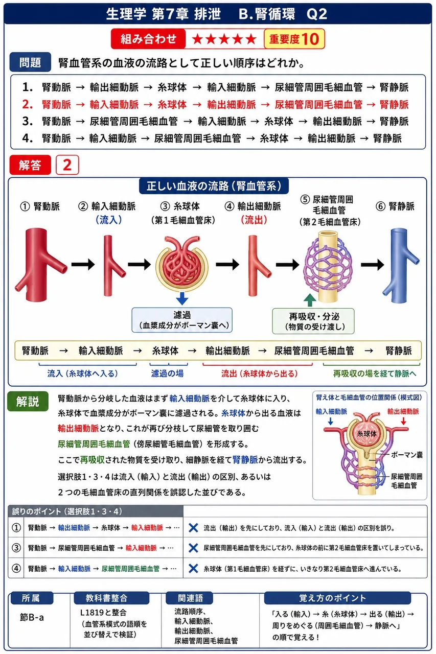 腎血管系の血液の流路として正しい順序はどれか。 解説図