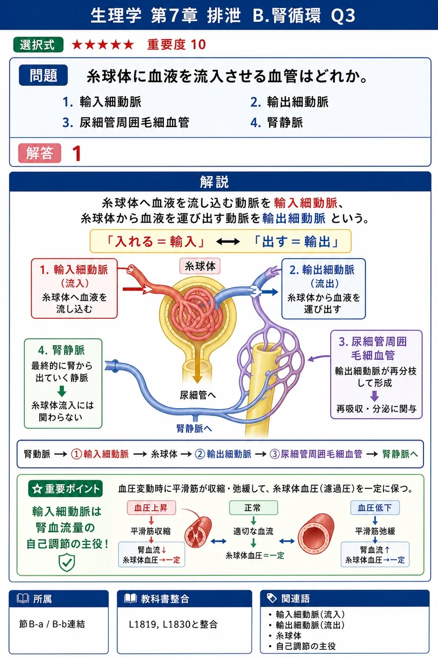 糸球体に血液を流入させる血管はどれか。 解説図