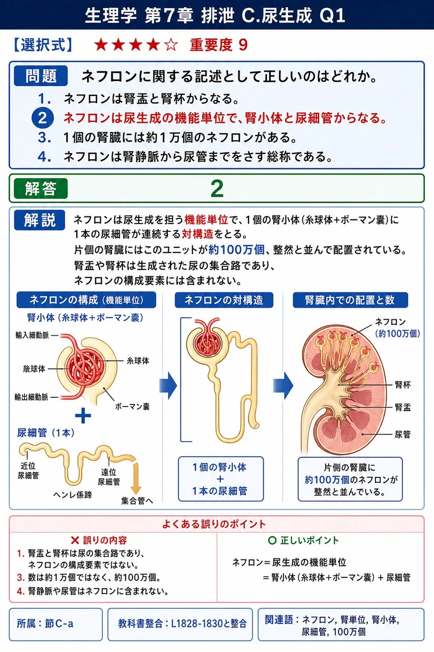 ネフロンに関する記述として正しいのはどれか。 解説図