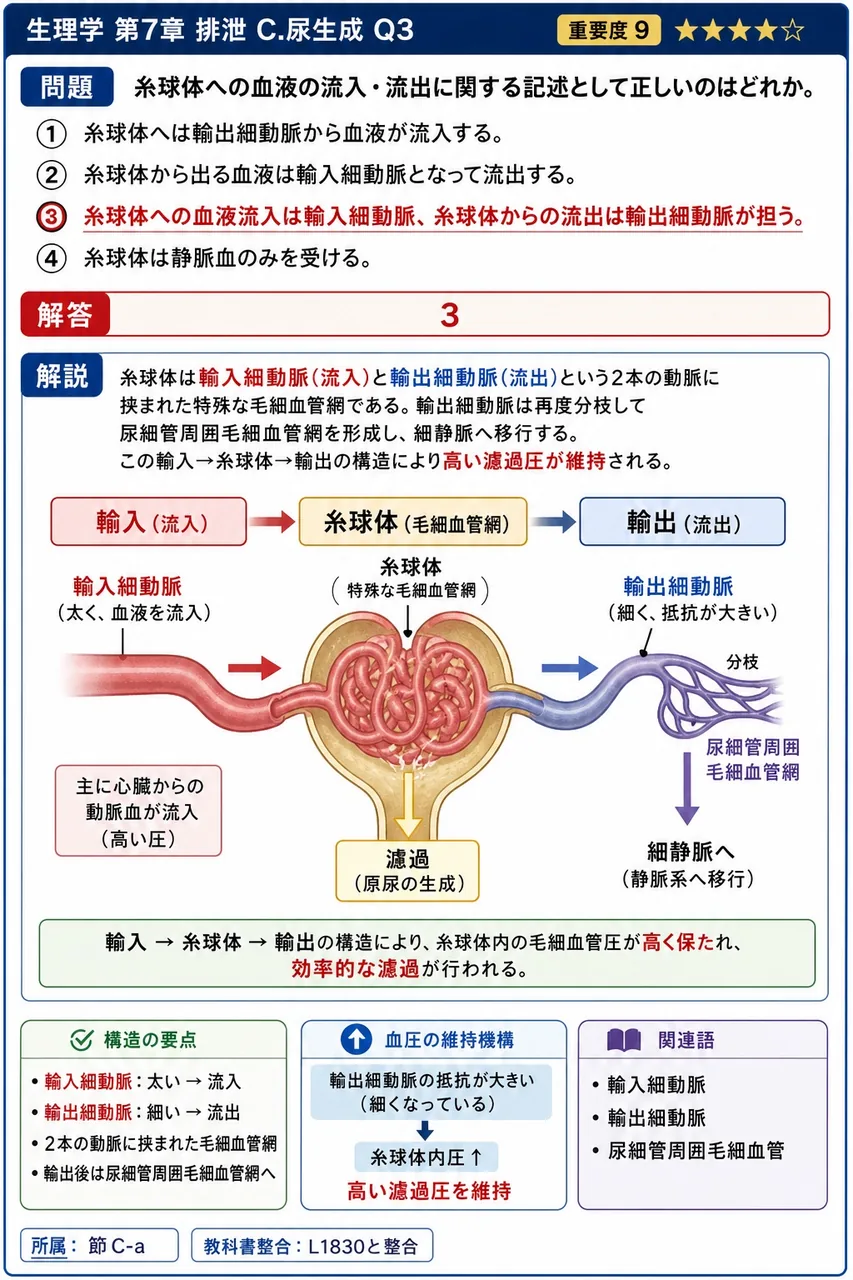 糸球体への血液の流入・流出に関する記述として正しいのはどれか。 解説図
