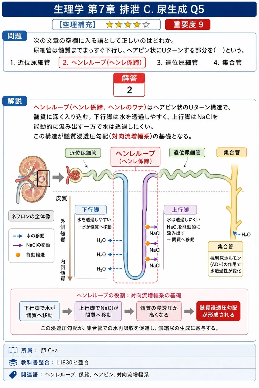 次の文章の空欄に入る語として正しいのはどれか。「尿細管は髄質までまっすぐ下行し、ヘアピン状にUターンする部分を( )という。」 解説図
