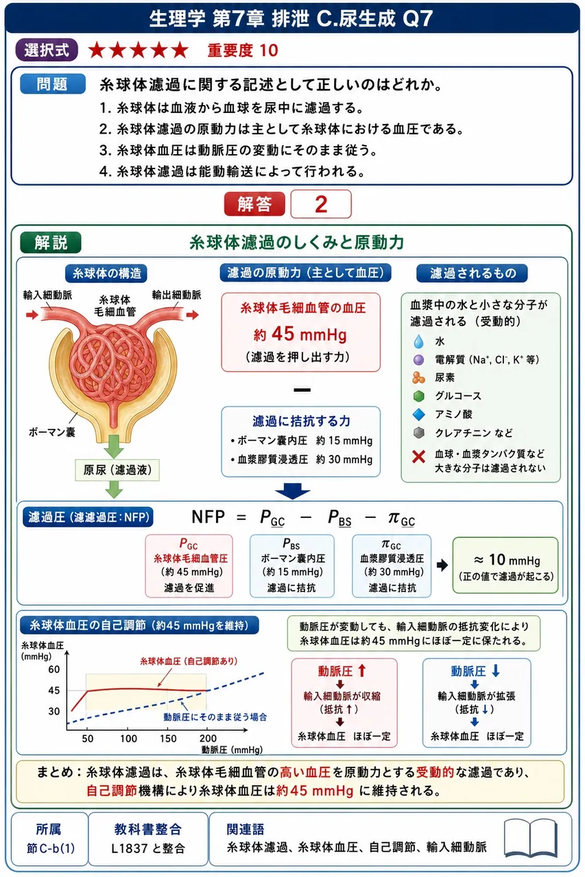 糸球体濾過に関する記述として正しいのはどれか。 解説図
