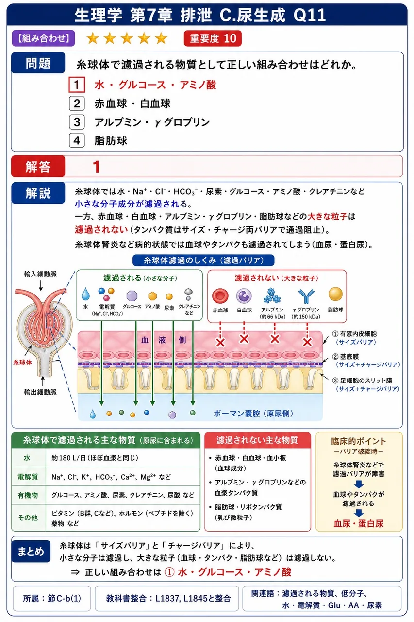 糸球体で濾過される物質として正しい組み合わせはどれか。 解説図