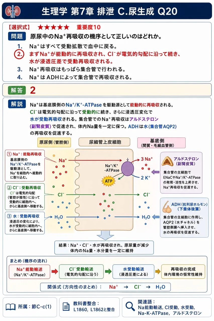 原尿中のNa⁺再吸収の機序として正しいのはどれか。 解説図