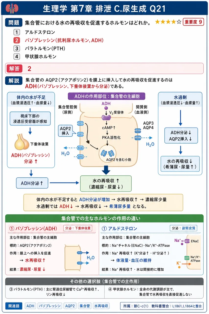 集合管における水の再吸収を促進するホルモンはどれか。 解説図