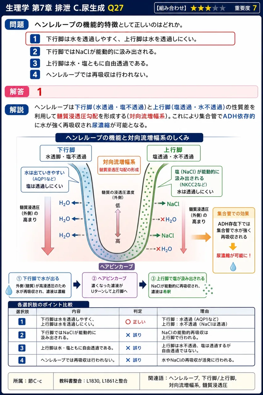 ヘンレループの機能的特徴として正しいのはどれか。 解説図