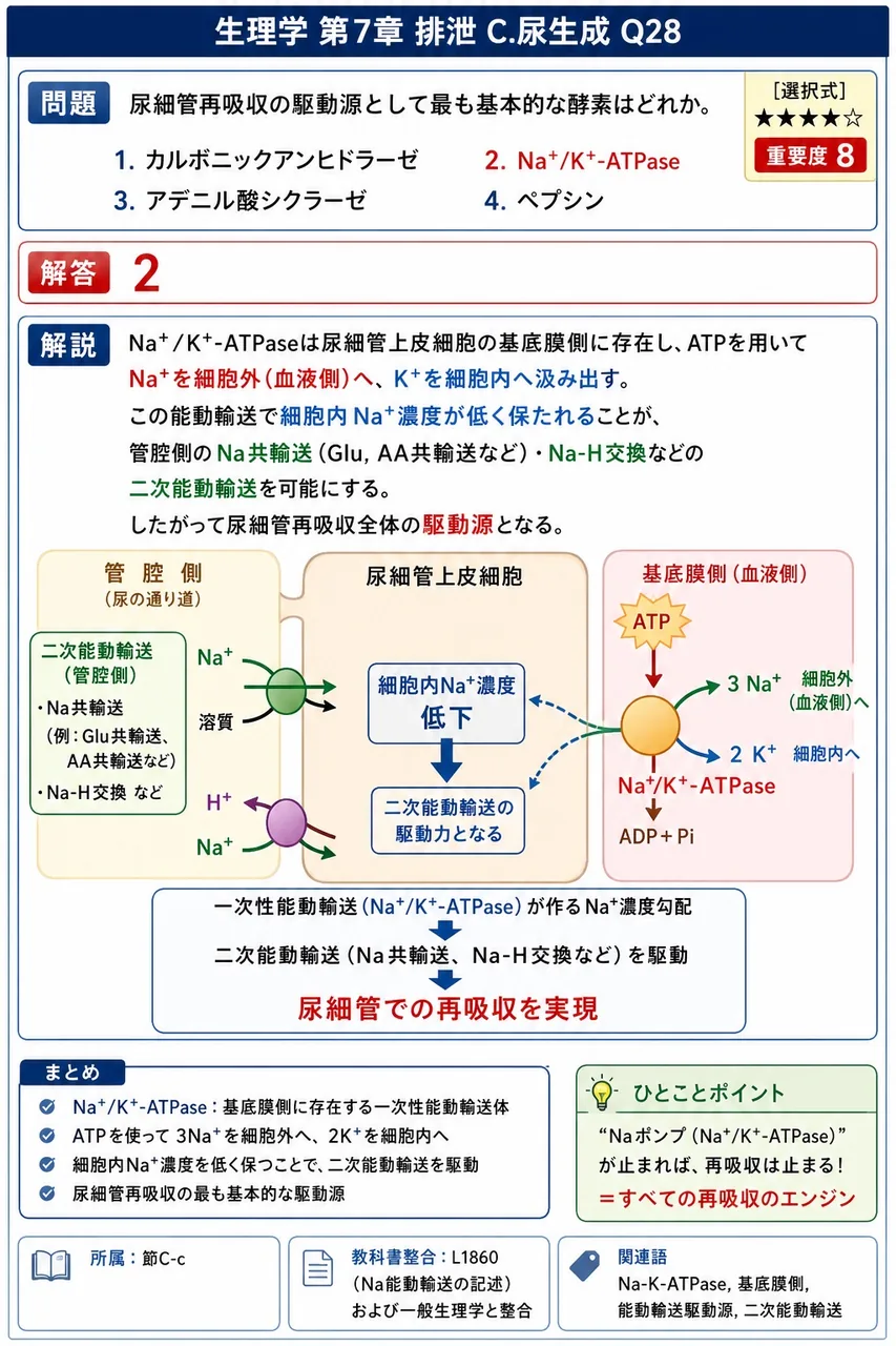 尿細管再吸収の駆動源として最も基本的な酵素はどれか。 解説図