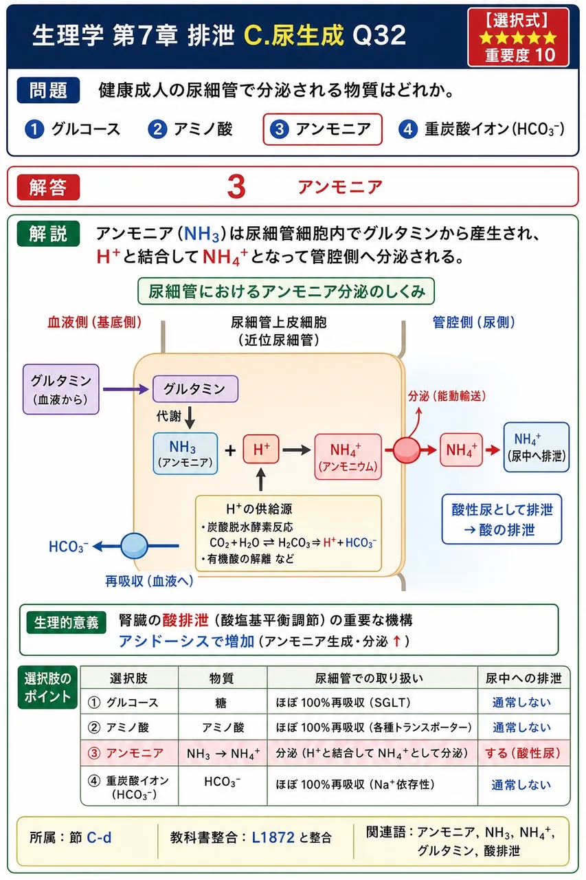 健康成人の尿細管で分泌される物質はどれか。 解説図