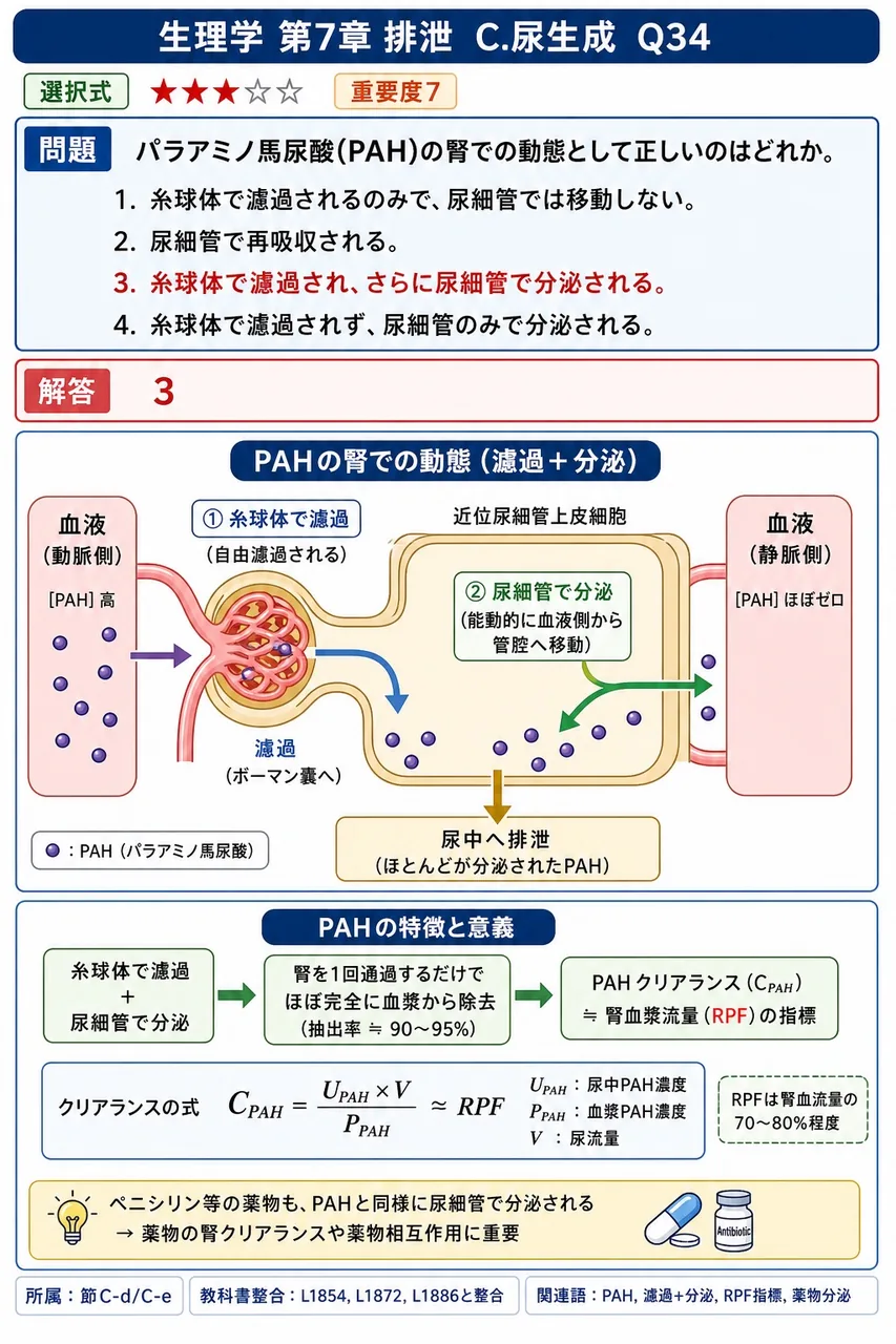 パラアミノ馬尿酸(PAH)の腎での動態として正しいのはどれか。 解説図