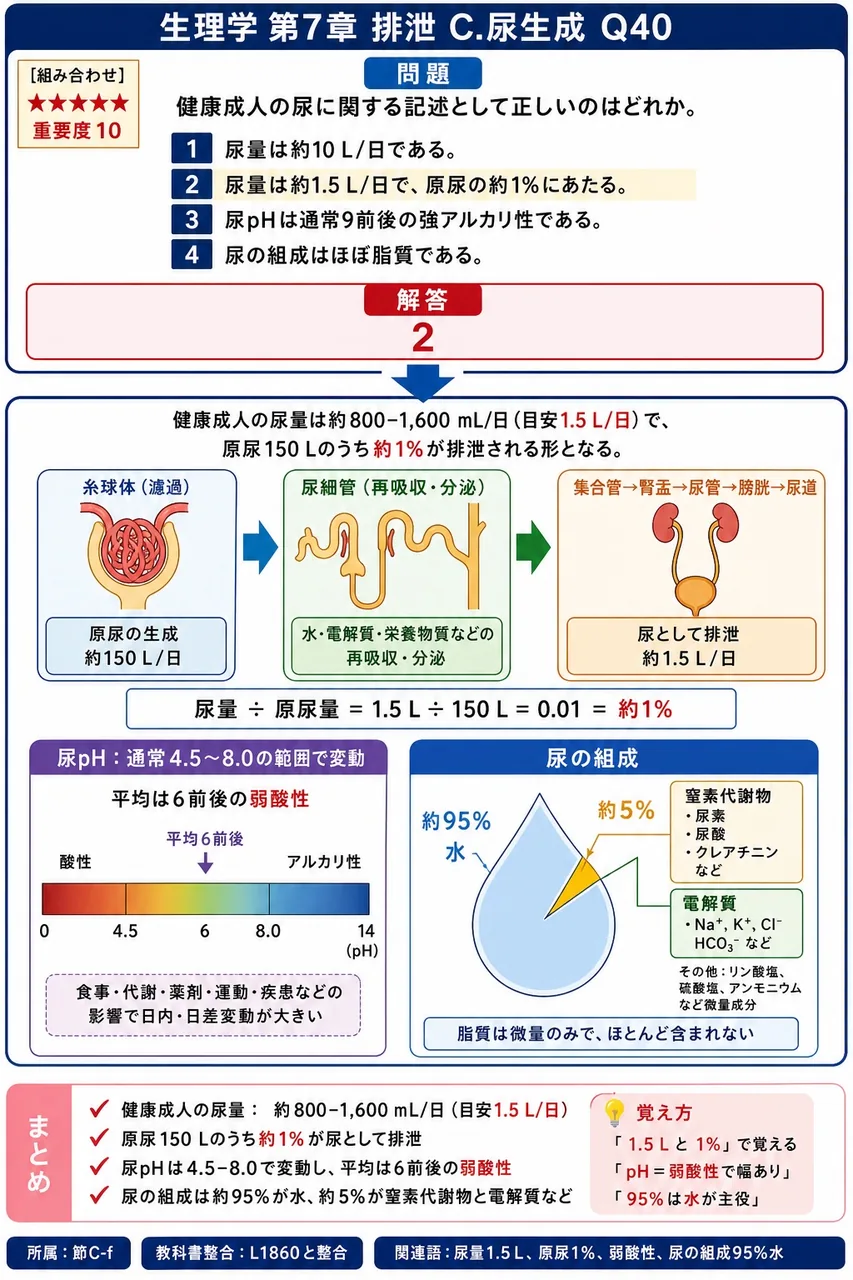 健康成人の尿に関する記述として正しいのはどれか。 解説図