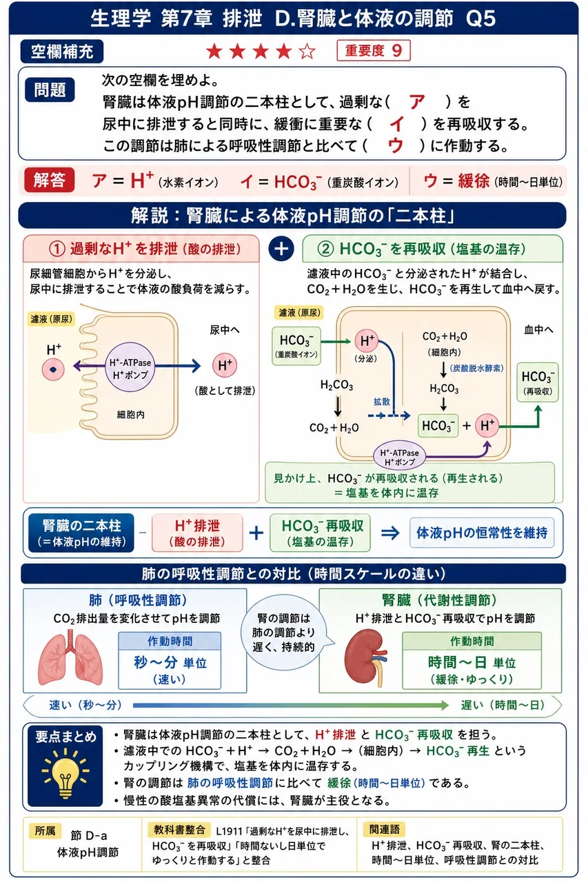 次の空欄を埋めよ。 「腎臓は体液pH調節の二本柱として、過剰な( ア )を尿中に排泄すると同時に、緩衝に重要な( イ )を再吸収する。この調節は肺による呼吸性調節と比べて( ウ )に作動する。」 解説図