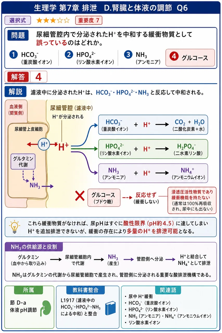 尿細管腔内で分泌されたH⁺を中和する緩衝物質として誤っているのはどれか。 解説図