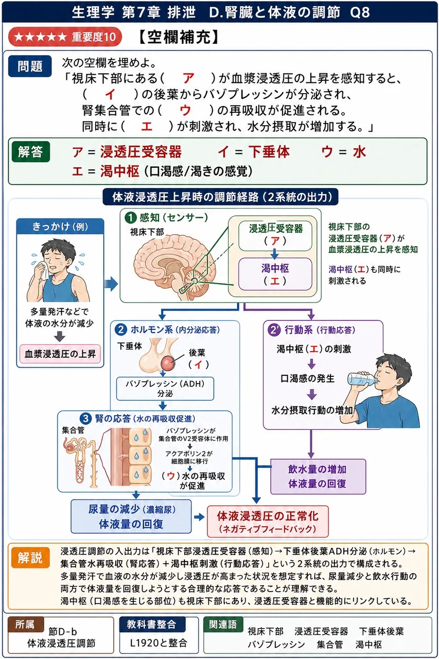 次の空欄を埋めよ。 「視床下部にある( ア )が血漿浸透圧の上昇を感知すると、( イ )の後葉からバゾプレッシンが分泌され、腎集合管での( ウ )の再吸収が促進される。同時に( エ )が刺激され、水分摂取が増加する。」 解説図