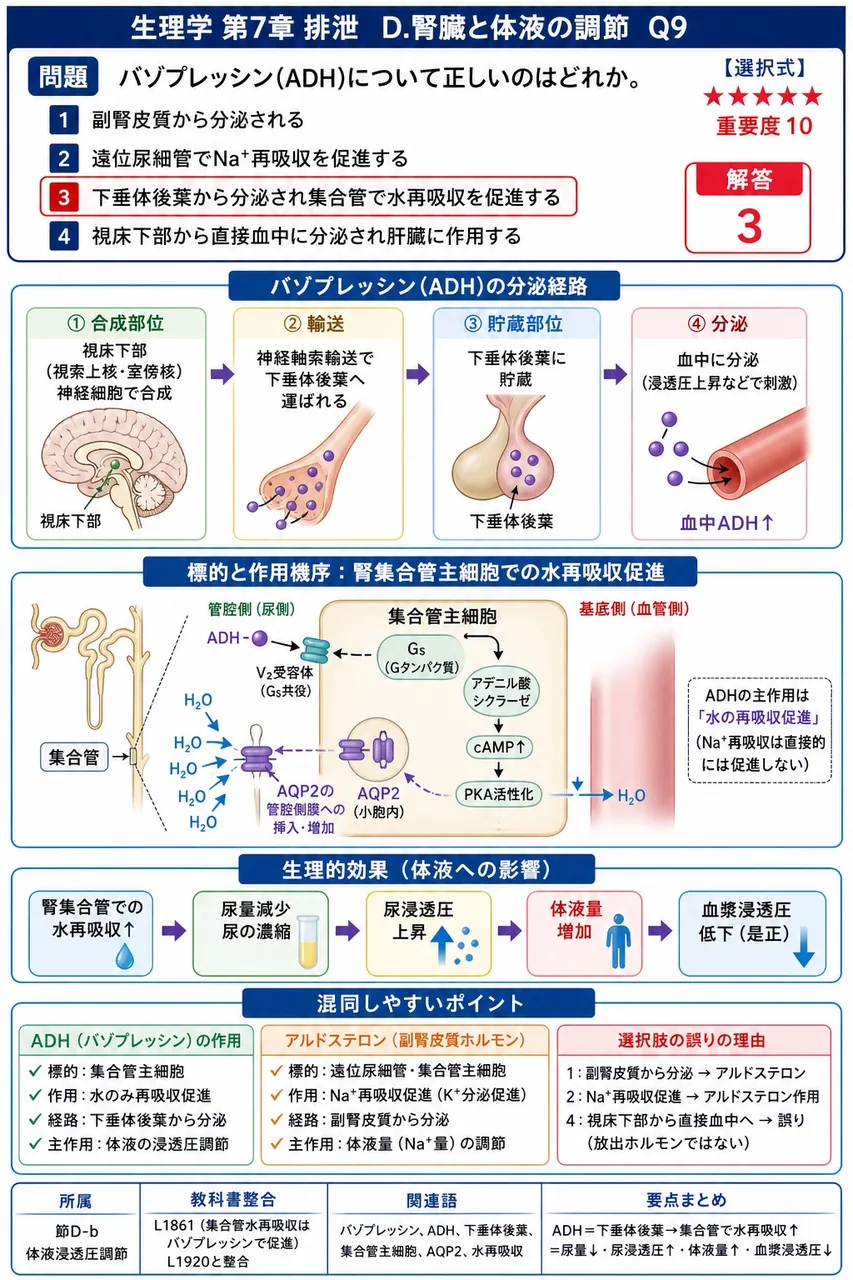 バゾプレッシン(ADH)について正しいのはどれか。 解説図
