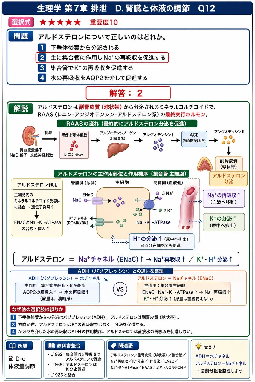 アルドステロンについて正しいのはどれか。 解説図