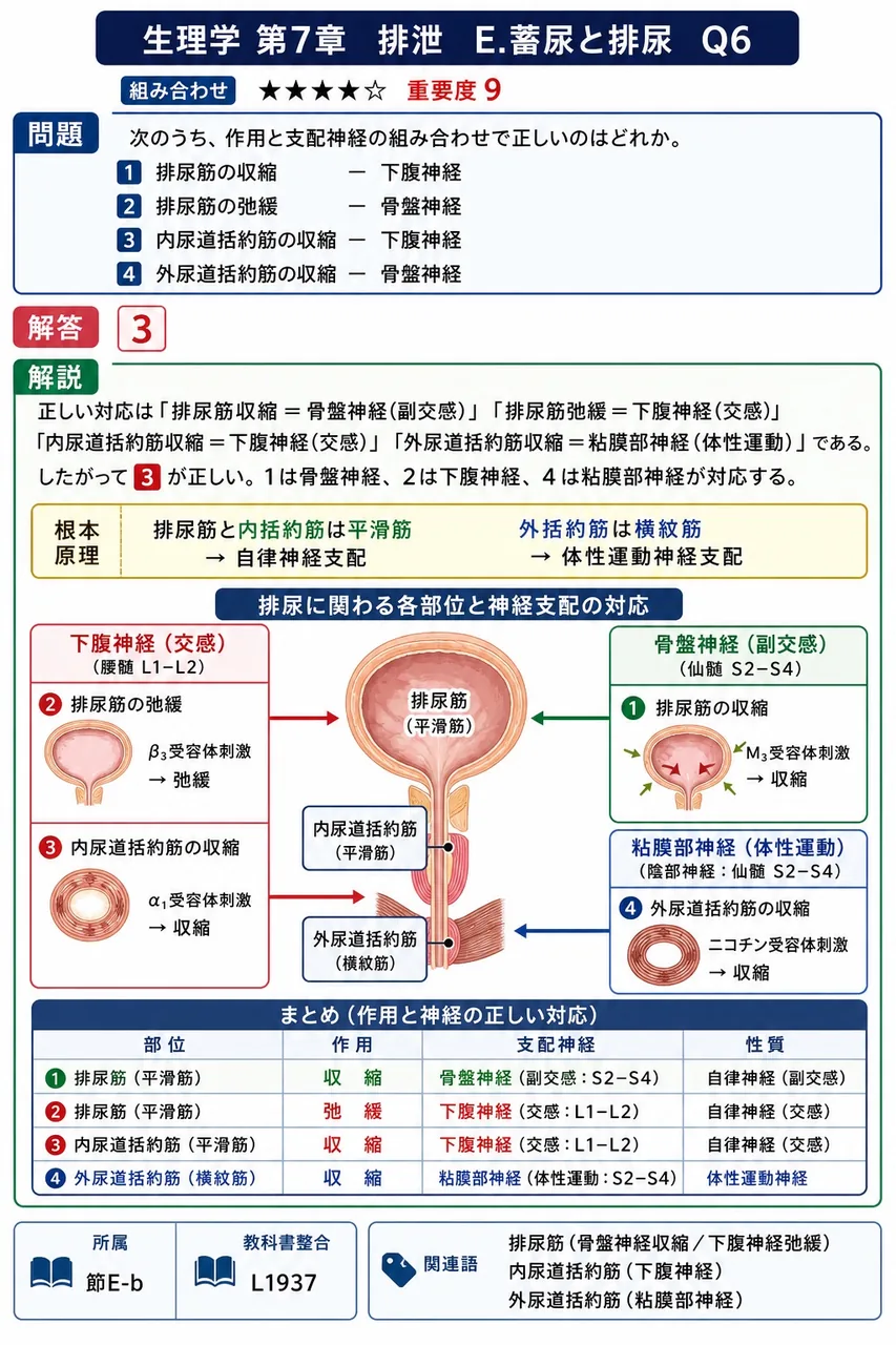 次のうち、作用と支配神経の組み合わせで正しいのはどれか。 解説図