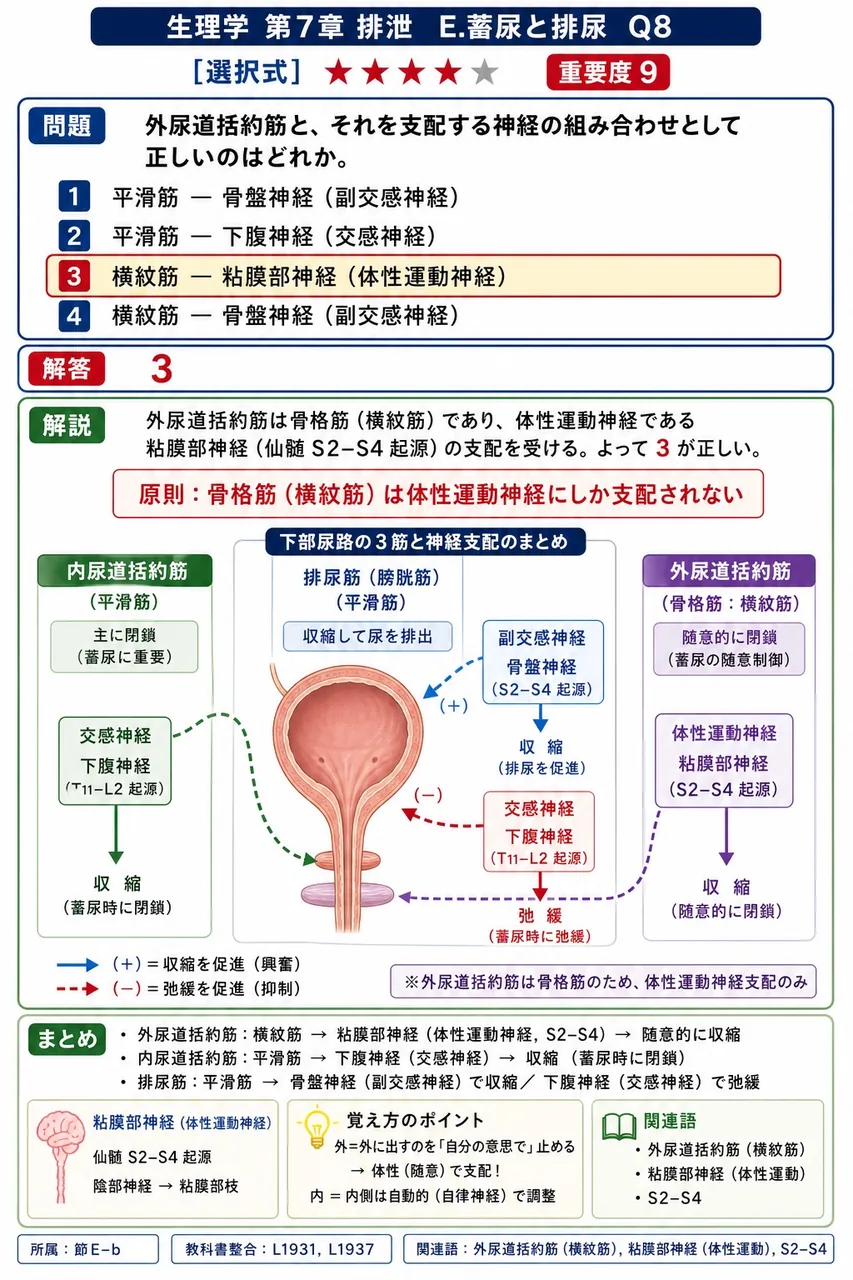 外尿道括約筋と、それを支配する神経の組み合わせとして正しいのはどれか。 解説図