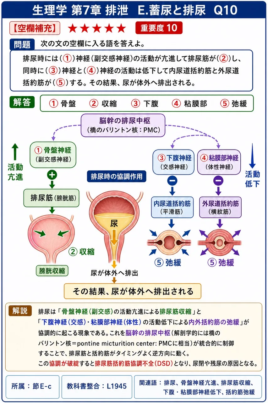 次の文の空欄に入る語を答えよ。 排尿時には(①)神経(副交感神経)の活動が亢進して排尿筋が(②)し、同時に(③)神経と(④)神経の活動は低下して内尿道括約筋と外尿道括約筋が(⑤)する。その結果、尿が体外へ排出される。 解説図