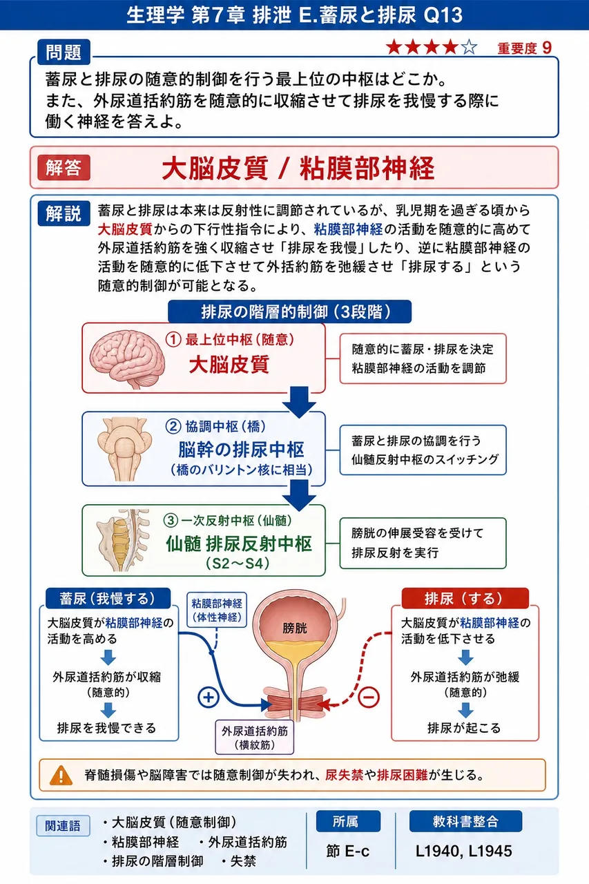 蓄尿と排尿の随意的制御を行う最上位の中枢はどこか。また、外尿道括約筋を随意的に収縮させて排尿を我慢する際に働く神経を答えよ。 解説図