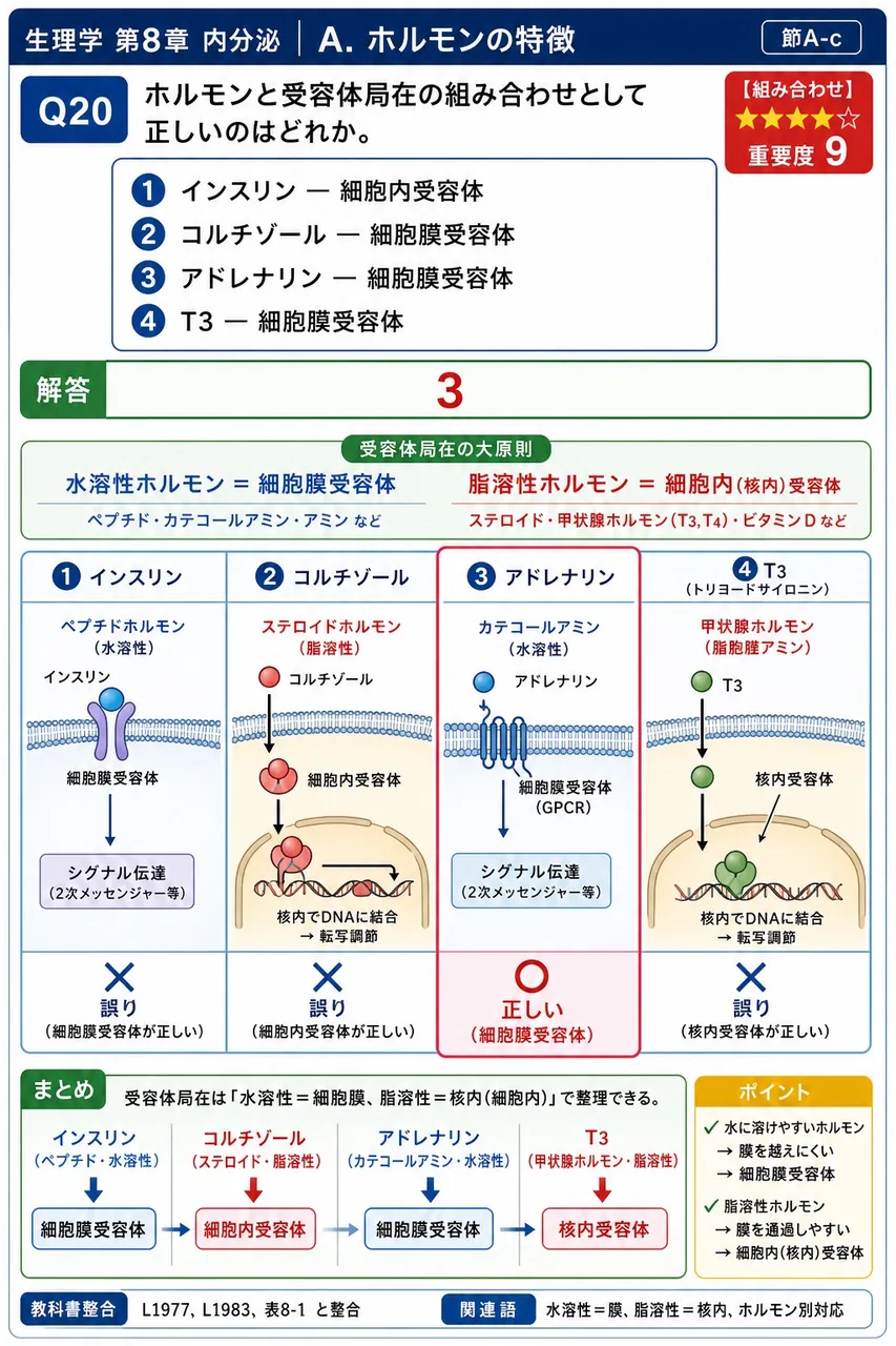 ホルモンと受容体局在の組み合わせとして正しいのはどれか。 解説図