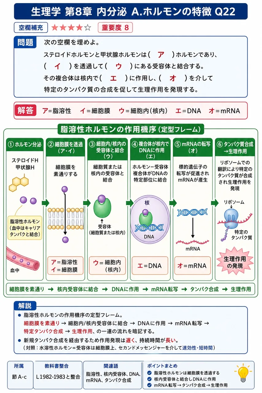 次の空欄を埋めよ。 「ステロイドホルモンと甲状腺ホルモンは( ア )ホルモンであり、( イ )を透過して( ウ )にある受容体と結合する。その複合体は核内で( エ )に作用し、( オ )を介して特定のタンパク質の合成を促して生理作用を発現する。」 解説図