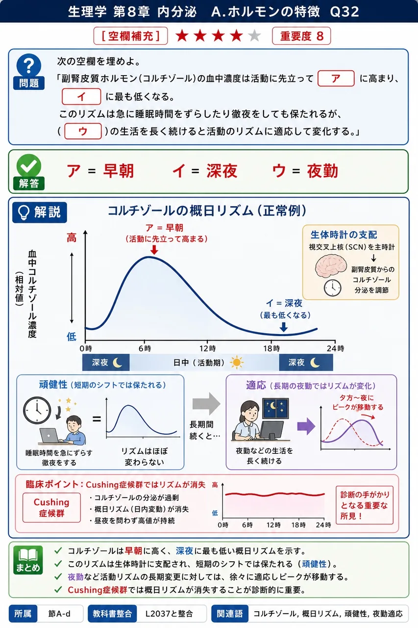 次の空欄を埋めよ。 「副腎皮質ホルモン(コルチゾール)の血中濃度は活動に先立って( ア )に高まり、( イ )に最も低くなる。このリズムは急に睡眠時間をずらしたり徹夜をしても保たれるが、( ウ )の生活を長く続けると活動のリズムに適応して変化する。」 解説図