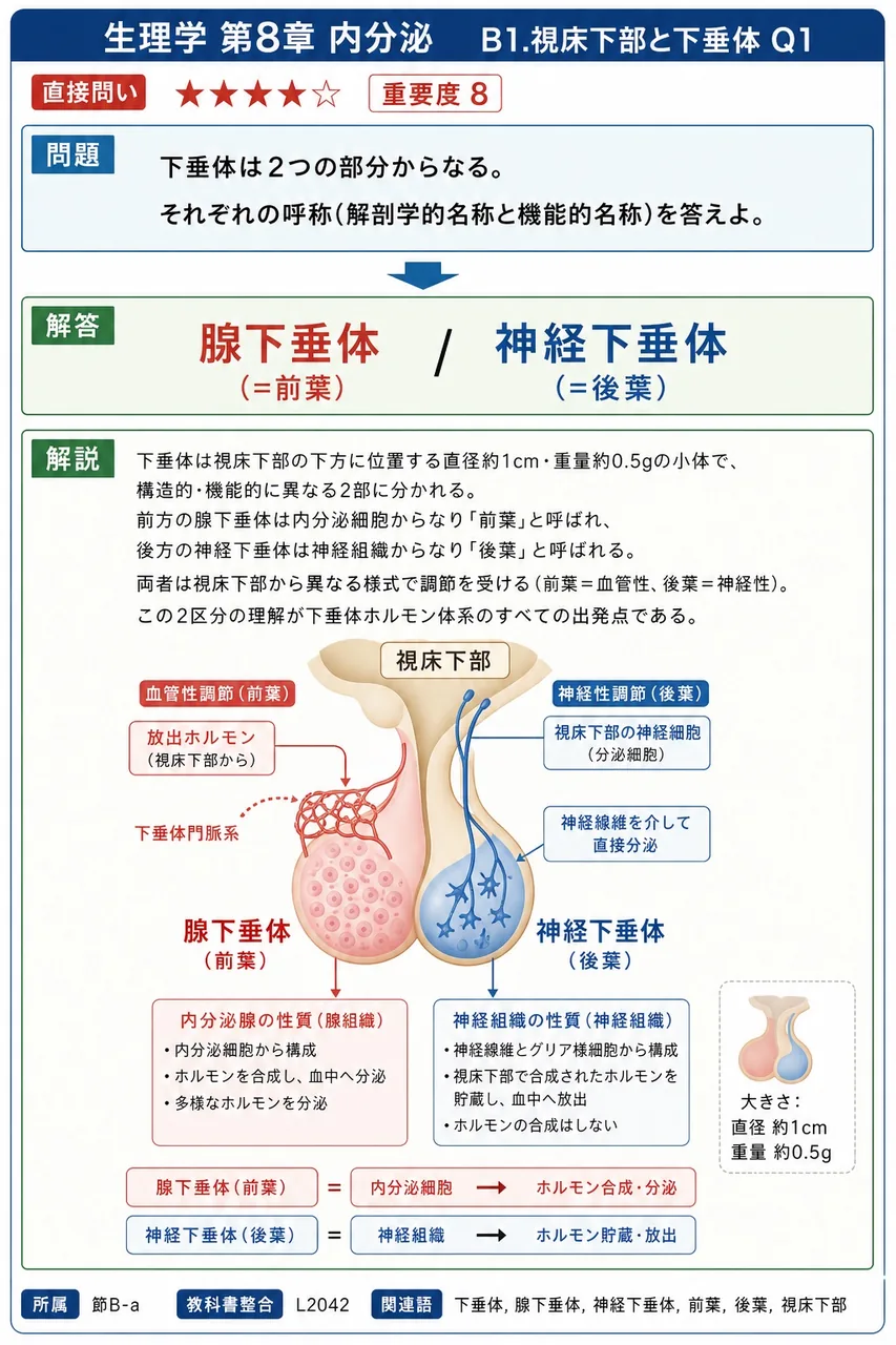 下垂体は2つの部分からなる。それぞれの呼称(解剖学的名称と機能的名称)を答えよ。 解説図