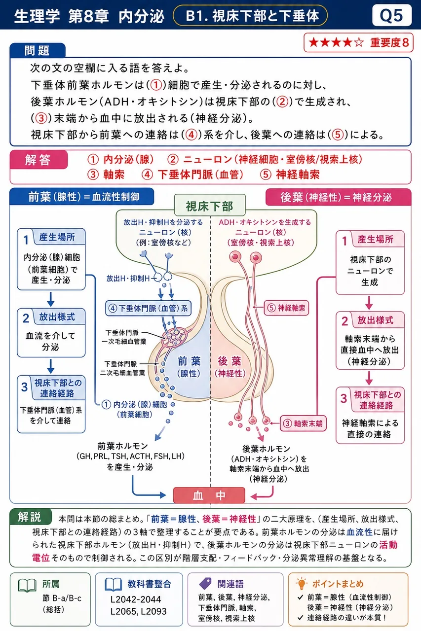 次の文の空欄に入る語を答えよ。 下垂体前葉ホルモンは(①)細胞で産生・分泌されるのに対し、後葉ホルモン(ADH・オキシトシン)は視床下部の(②)で生成され、(③)末端から血中に放出される(神経分泌)。視床下部から前葉への連絡は(④)系を介し、後葉への連絡は(⑤)による。 解説図