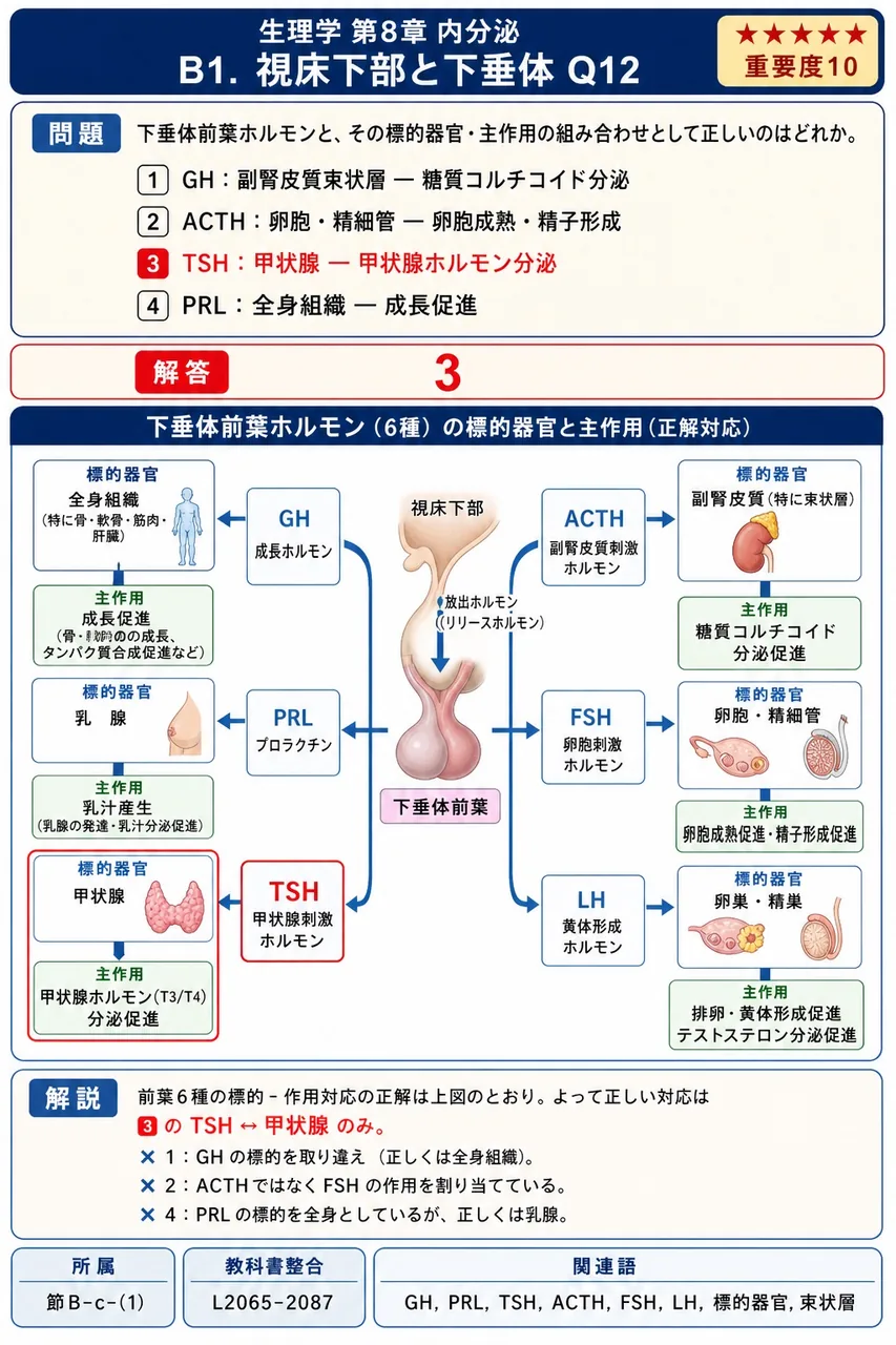 下垂体前葉ホルモンと、その標的器官・主作用の組み合わせとして正しいのはどれか。 解説図