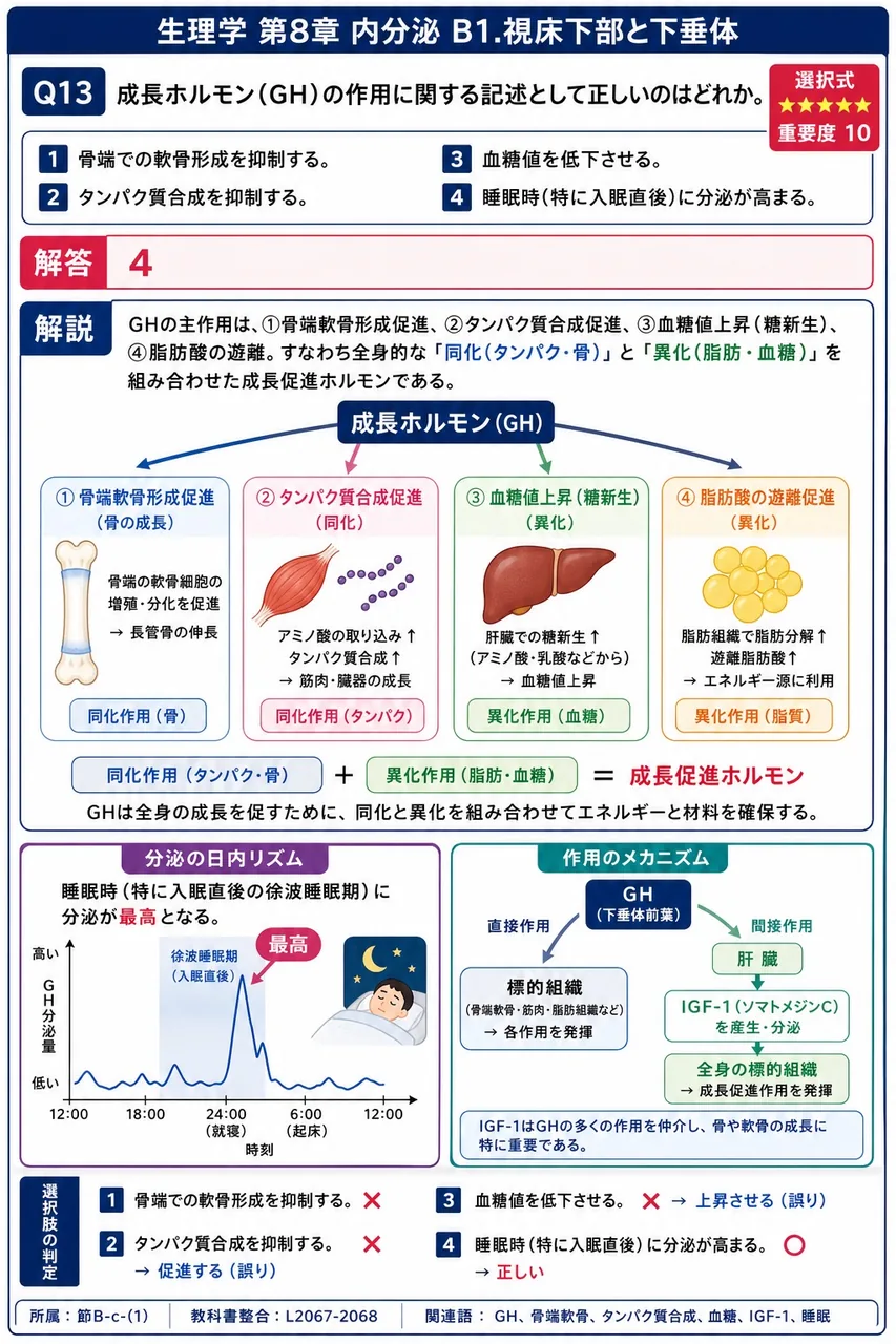 成長ホルモン(GH)の作用に関する記述として正しいのはどれか。 解説図