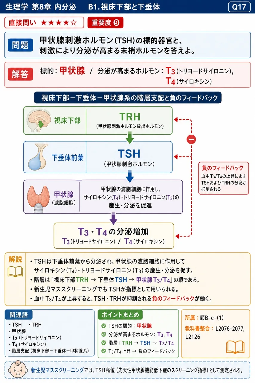 甲状腺刺激ホルモン(TSH)の標的器官と、刺激により分泌が高まる末梢ホルモンを答えよ。 解説図