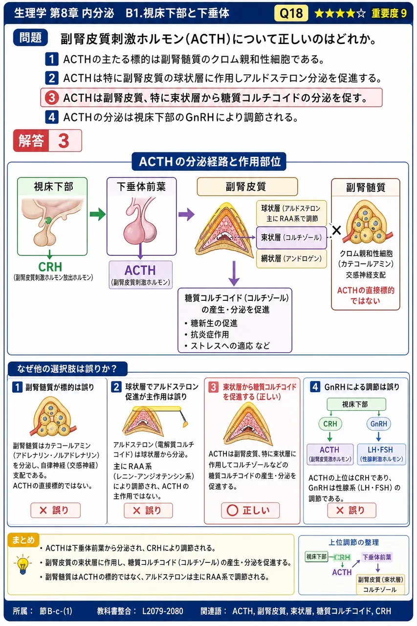 副腎皮質刺激ホルモン(ACTH)について正しいのはどれか。 解説図