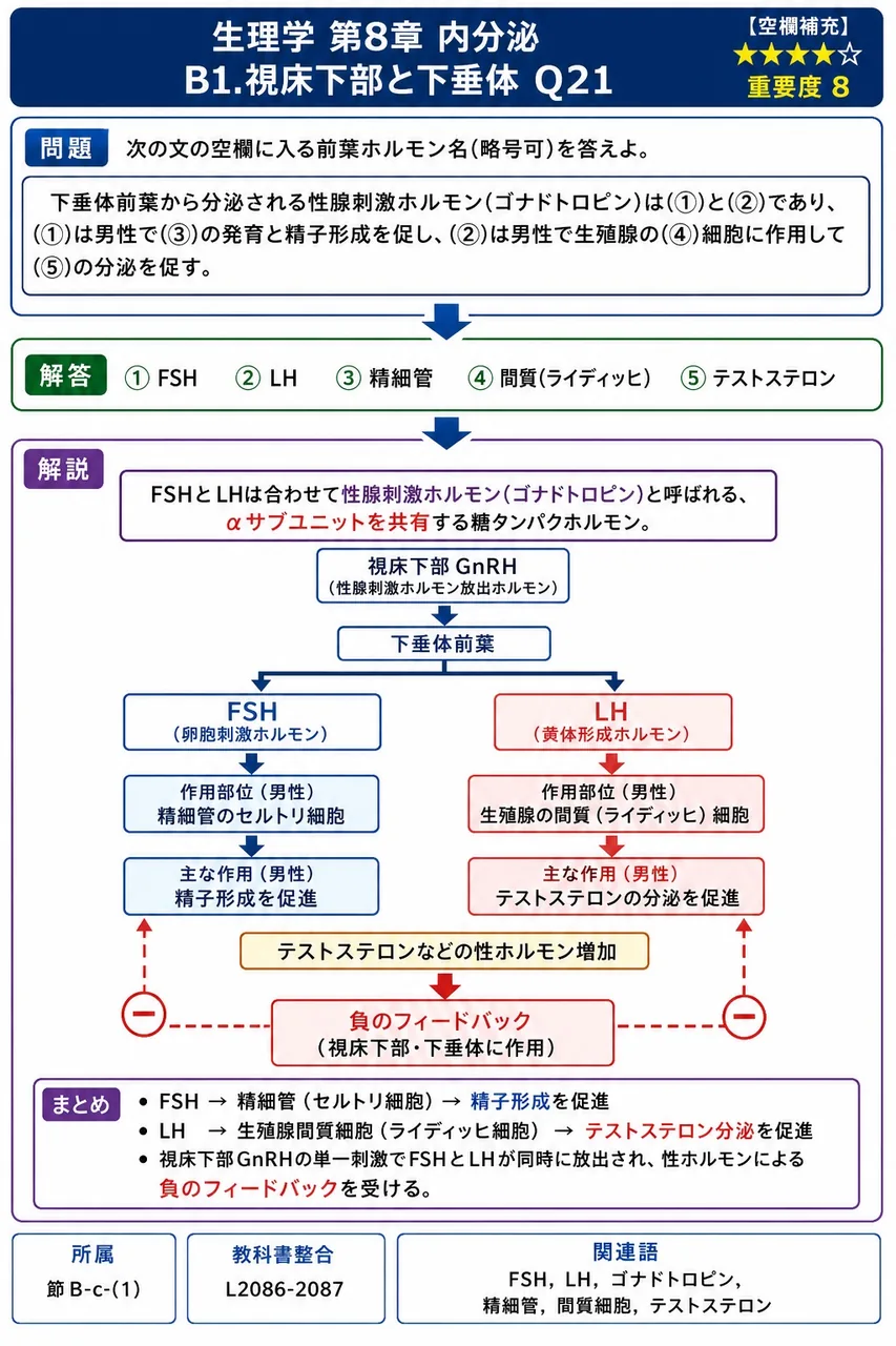 次の文の空欄に入る前葉ホルモン名(略号可)を答えよ。 下垂体前葉から分泌される性腺刺激ホルモン(ゴナドトロピン)は(①)と(②)であり、(①)は男性で(③)の発育と精子形成を促し、(②)は男性で精巣の(④)細胞に作用して(⑤)の分泌を促す。 解説図