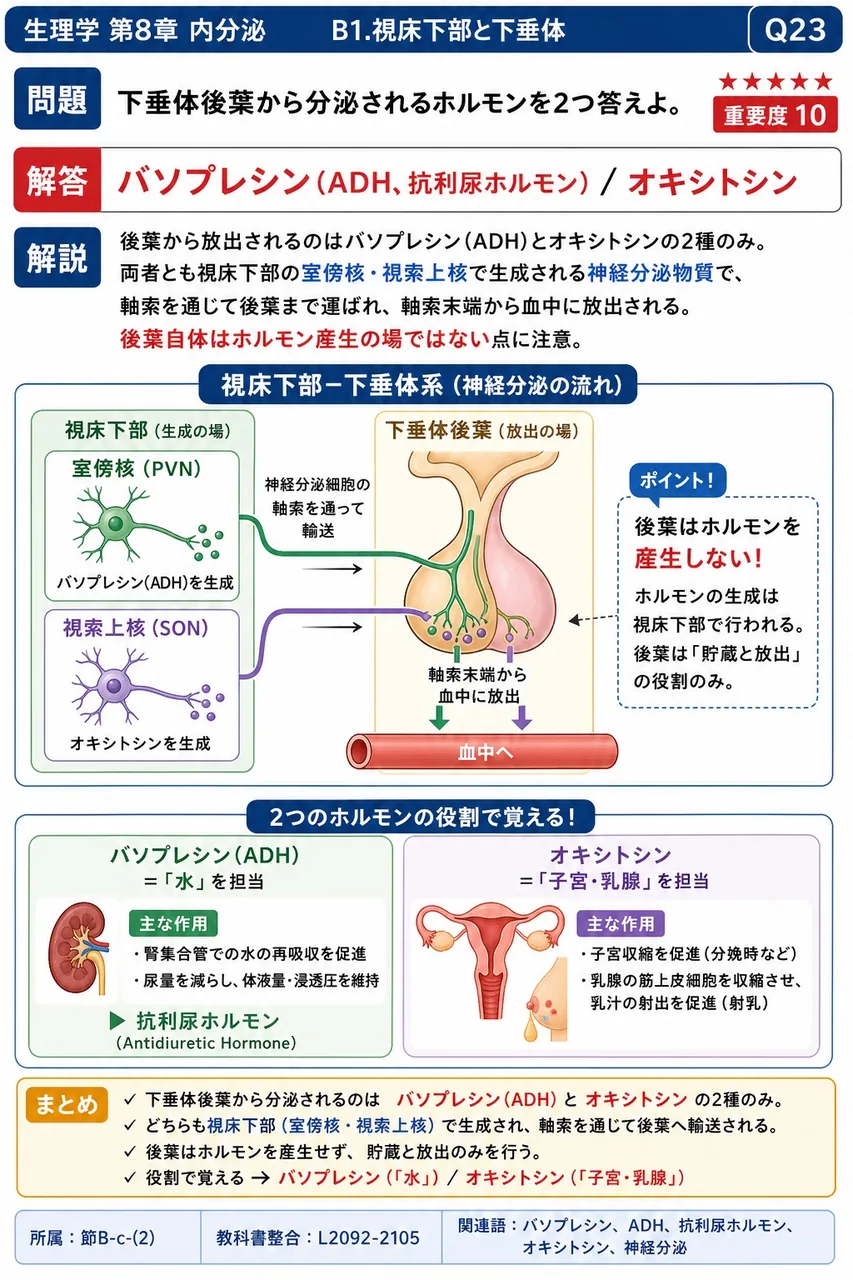 下垂体後葉から分泌されるホルモンを2つ答えよ。 解説図