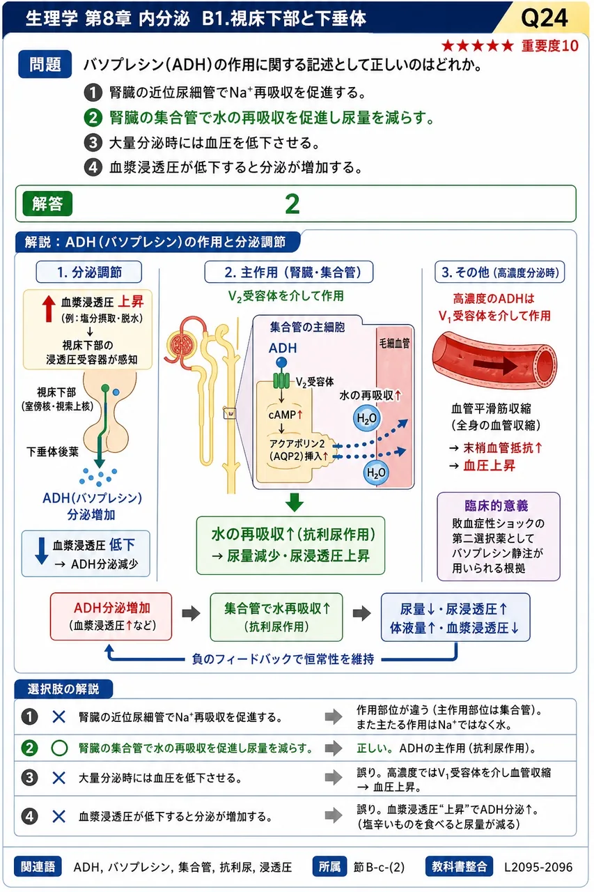 バソプレシン(ADH)の作用に関する記述として正しいのはどれか。 解説図