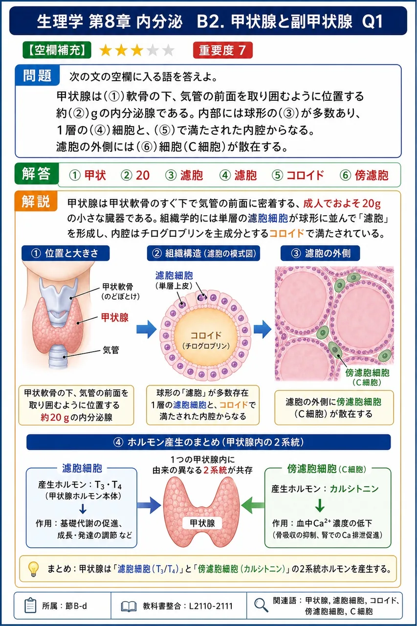 次の文の空欄に入る語を答えよ。 甲状腺は(①)軟骨の下、気管の前面を取り囲むように位置する約(②)gの内分泌腺である。内部には球形の(③)が多数あり、1層の(④)細胞と、(⑤)で満たされた内腔からなる。濾胞の外側には(⑥)細胞(C細胞)が散在する。 解説図