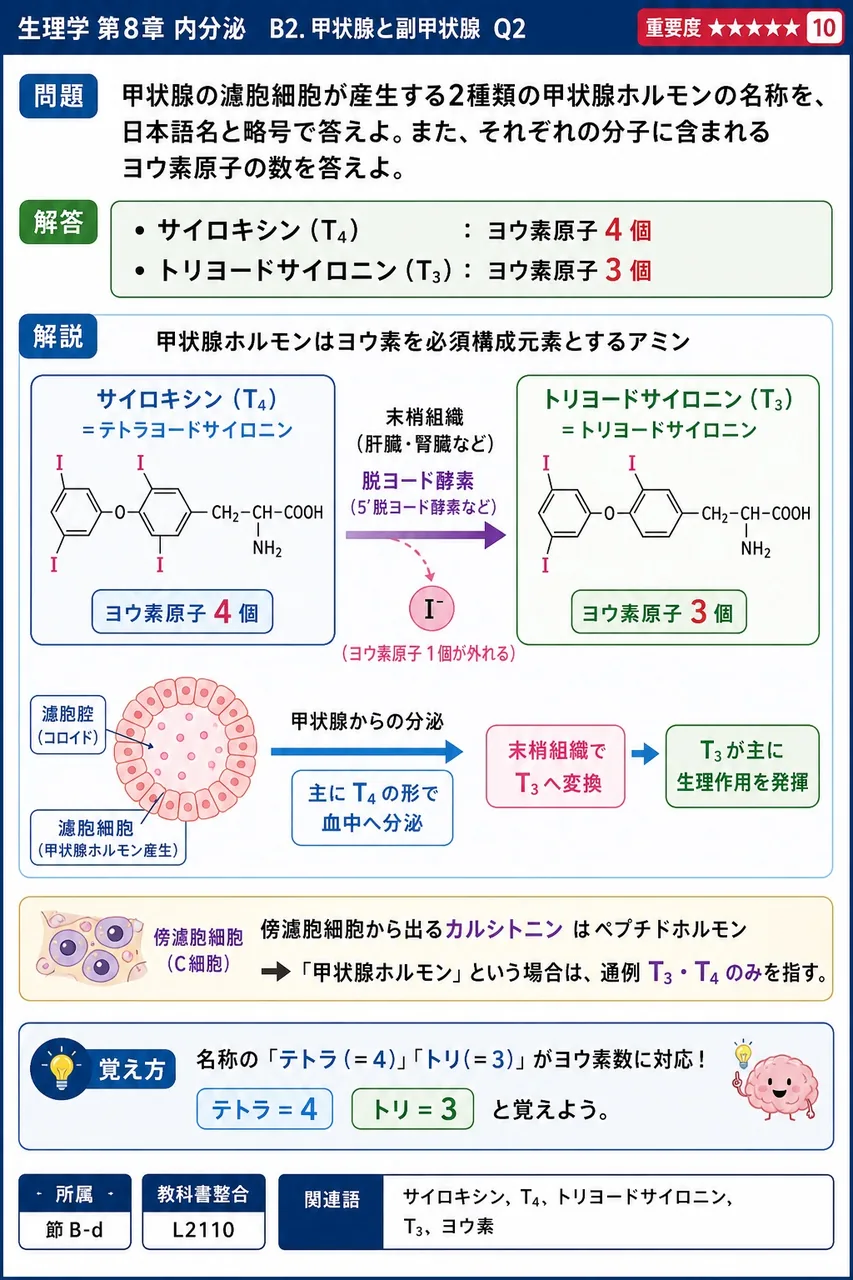 甲状腺の濾胞細胞が産生する2種類の甲状腺ホルモンの名称を、日本語名と略号で答えよ。また、それぞれの分子に含まれるヨウ素原子の数を答えよ。 解説図